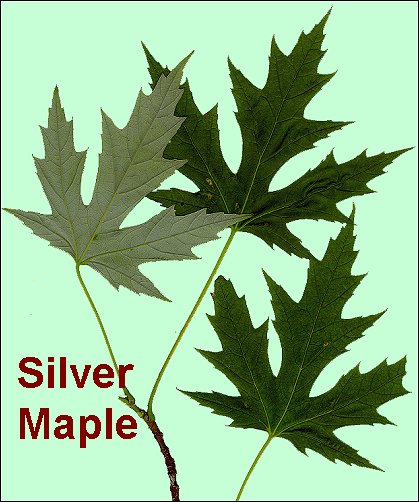 maple tree leaves identification