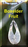 BOXE-fruit.jpg (44894 bytes)
