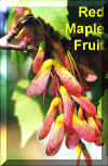 RMAP-fruit.jpg (84978 bytes)