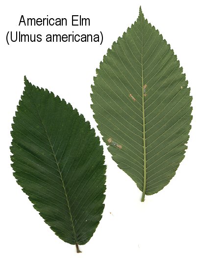 american elm tree identification. American Elm
