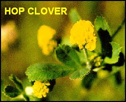 HopClover2.jpg (21763 bytes)