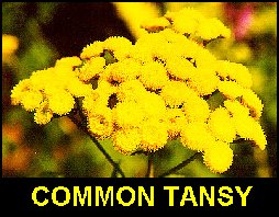Tansy3.jpg (23160 bytes)
